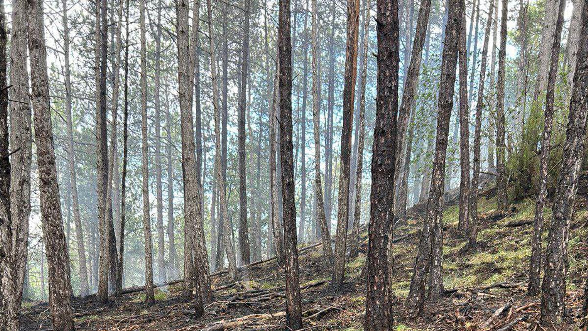 L'incendi ha cremat uns 500 m2 de vegetació forestal
