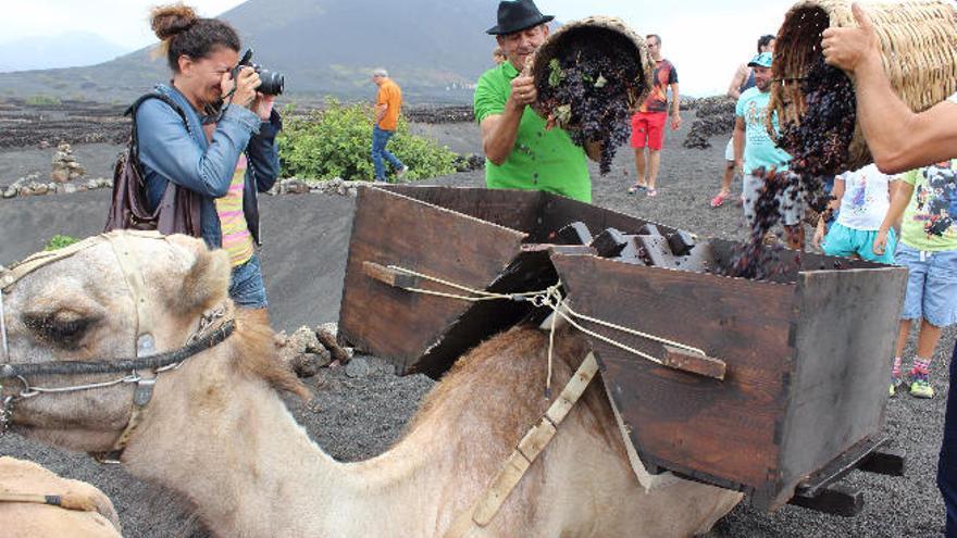 Los cesteros del camello se cargan de uva tras recogerlas de las parras.