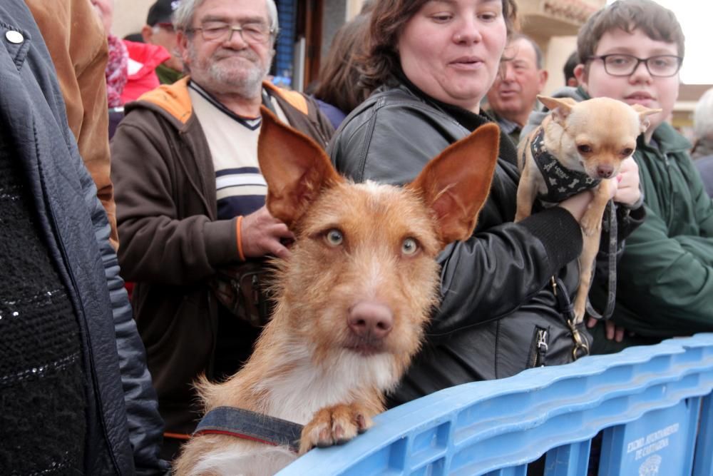 Bendición de los animales en Cartagena