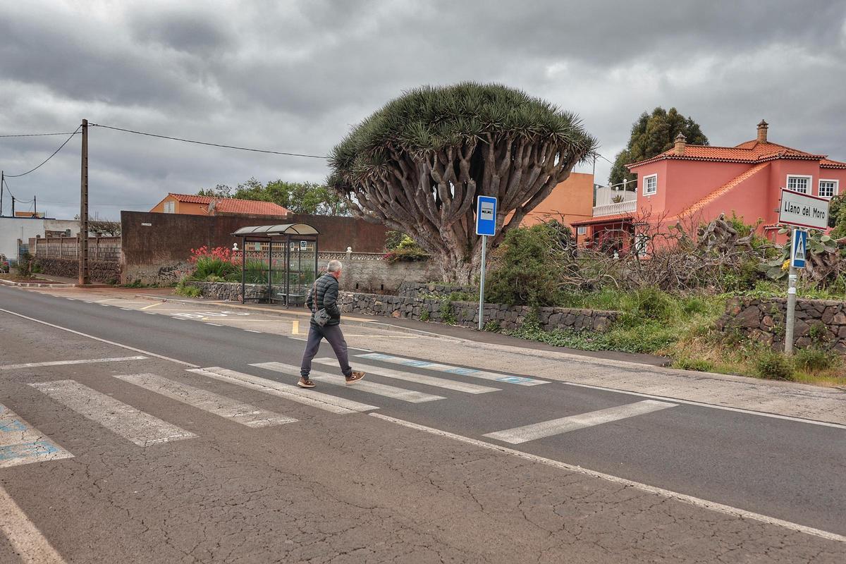 El drago que marca la frontera entre los tres municipios metropolitanos de Tenerife
