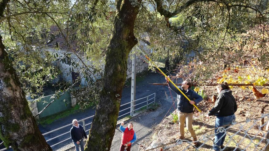 Olivos centenarios con ADN gallego