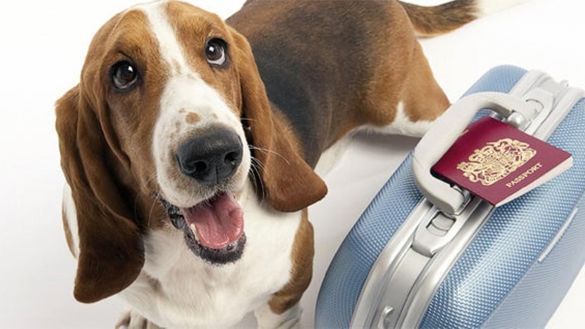 Viajes para mascotas educadas y con pasaporte en vigor