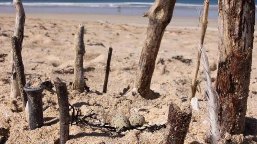 Nido de la píllara das dunas acotado en la playa de A Lanzada. // Miguel Muñiz