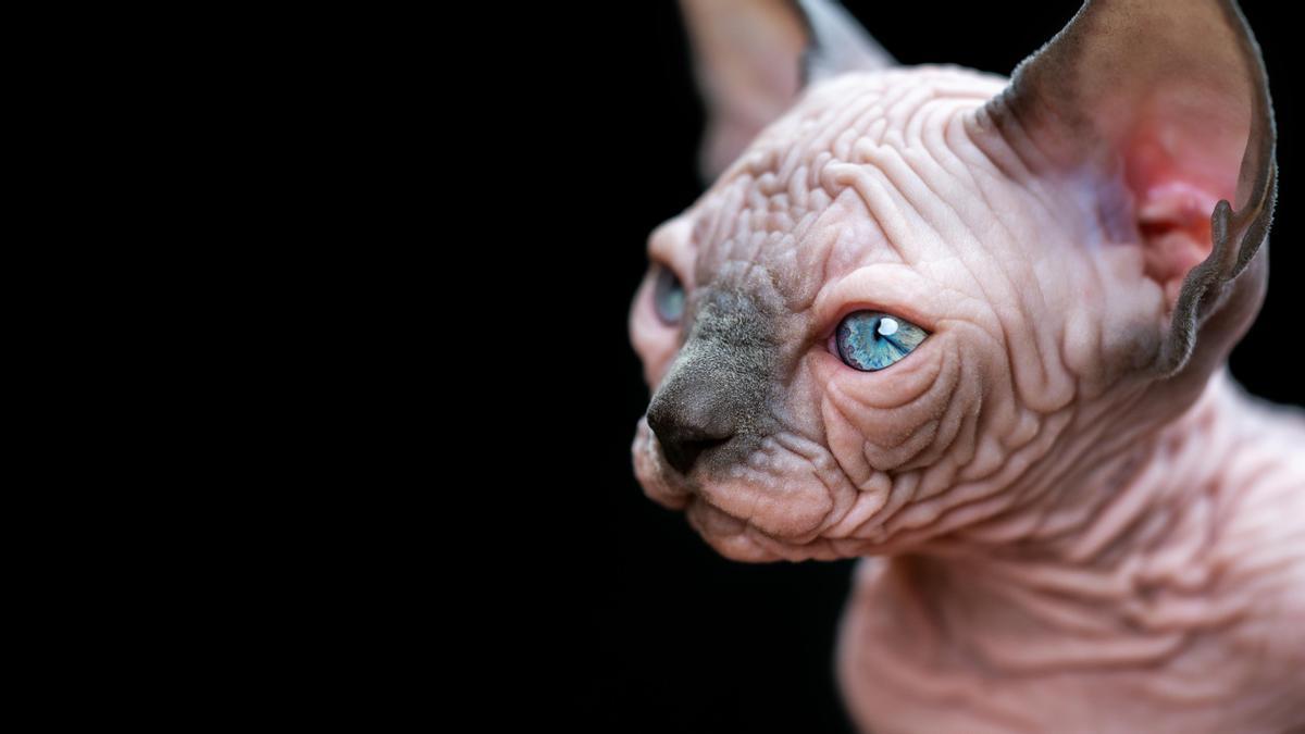 Mira qué curioso! Descubre la raza de gato Sphynx, el gato sin pelo de moda