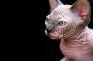 ¡Mira qué curioso! Descubre la raza de gato Sphynx, el gato sin pelo de moda