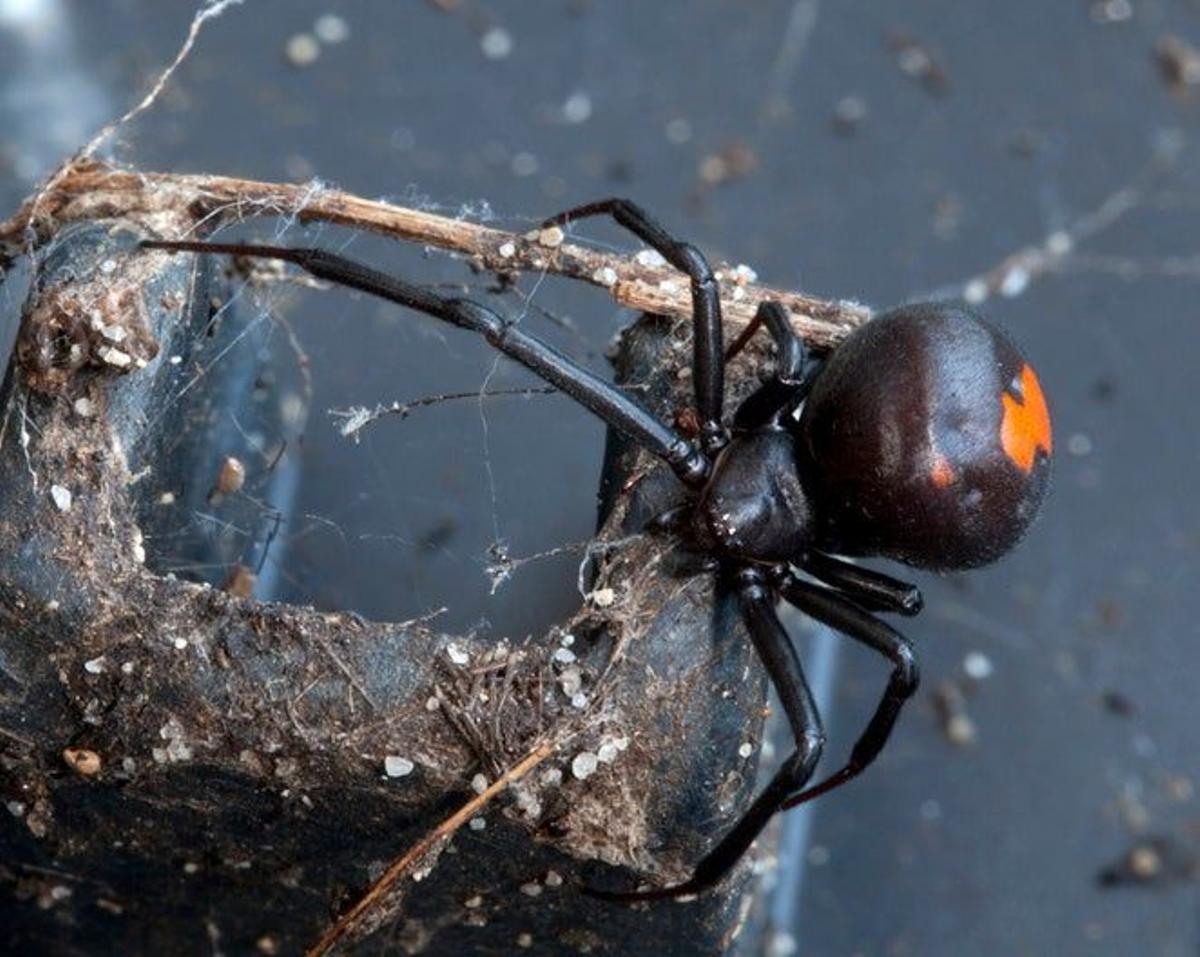 Araña de espalda roja