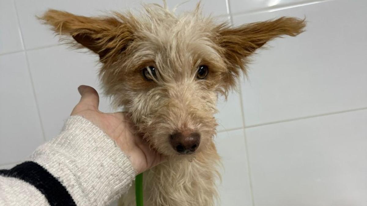 La pequeña Sopa en la clínica veterinaria.