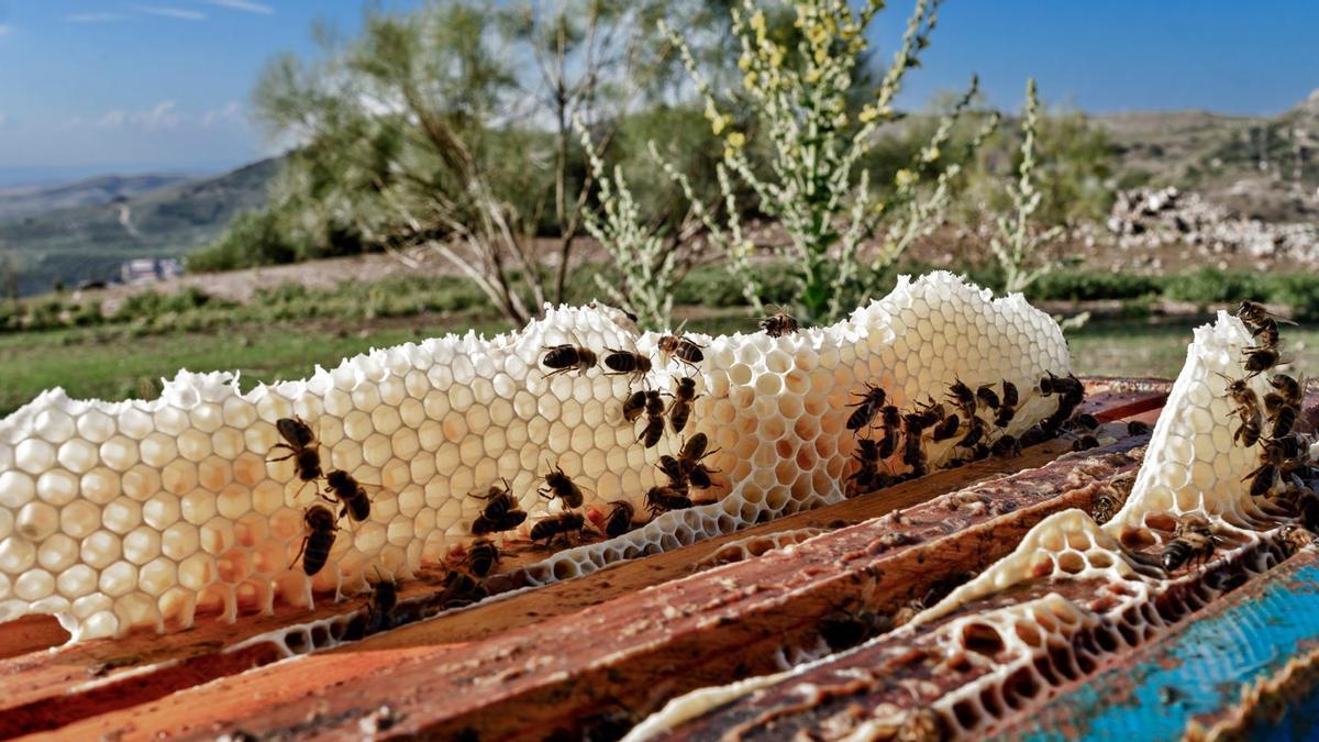 La provincia de Málaga ofrece una producción de miel de altísima calidad.