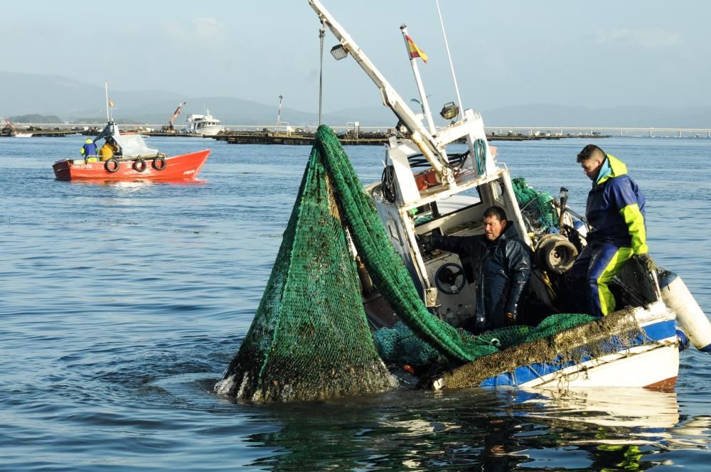 Así comenzó la temporada de la volandeira y la zamburiña en la ría de Arousa // Iñaki Abella