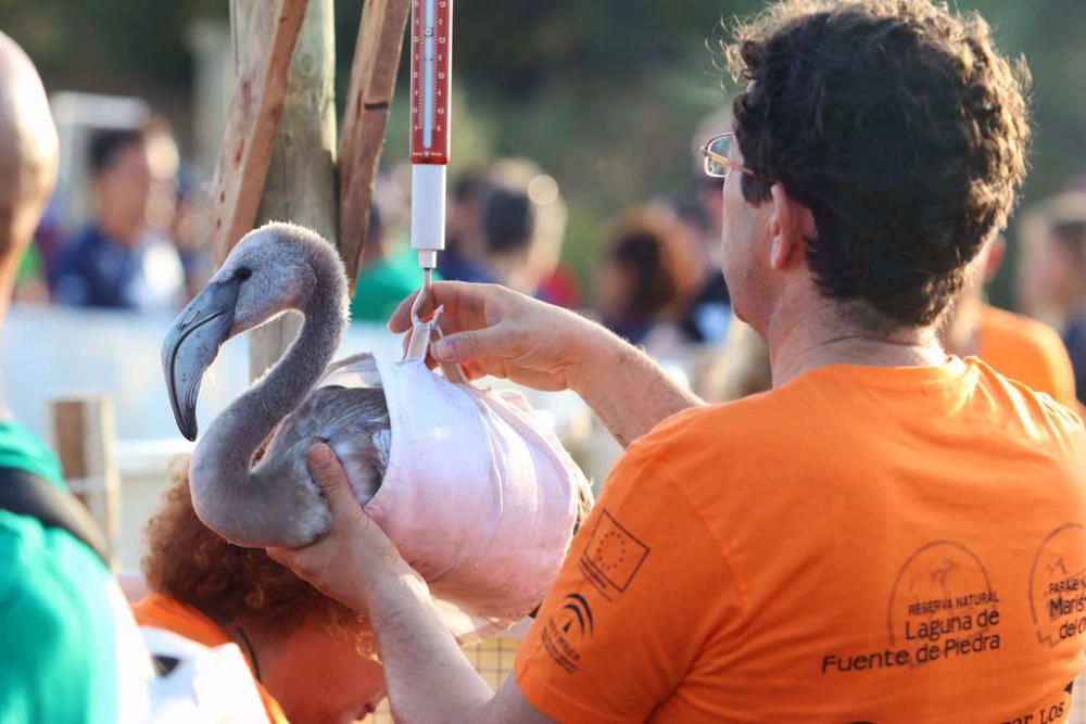 Unos seiscientos pollos de flamenco han sido anillados este sábado por voluntarios procedentes de toda España en la Reserva Natural Laguna de Fuente de Piedra,, actividad con la que la Junta realiza el seguimiento individual de estas aves y estudia diferentes aspectos de la biología de esta especie.