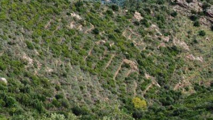 Feixes abandonades a la serra de Rodes