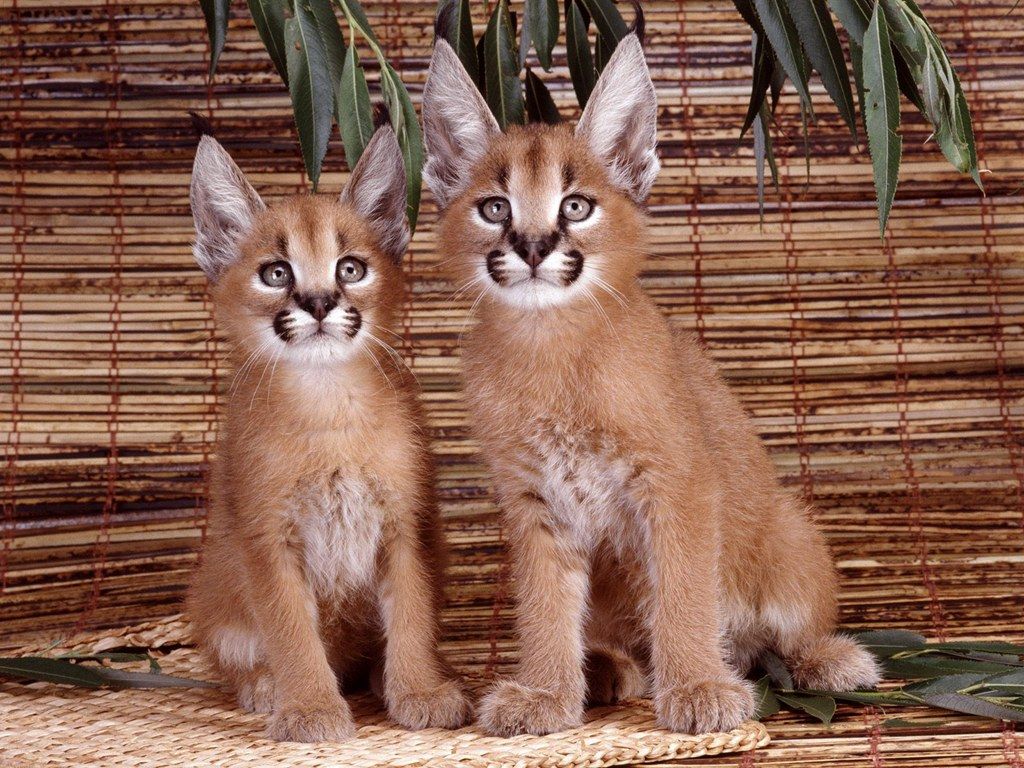 La familia que vive con un gato caracal salvaje de 25 kilos