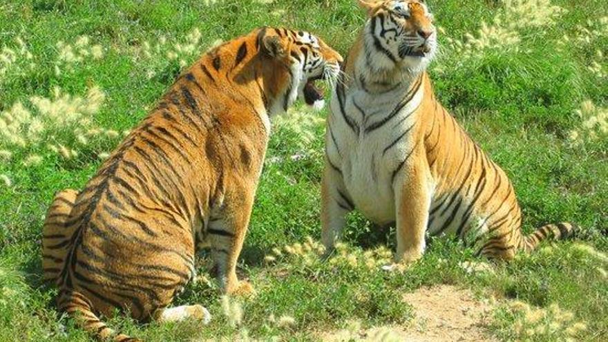 Muere una trabajadora de Terra Natura de Benidorm tras el ataque de un tigre