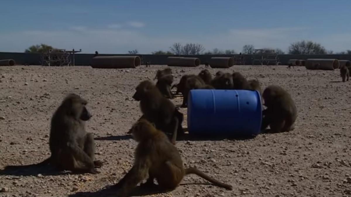 Un grupo de primates  juega con un barril en el Texas Biomedical Research Institute