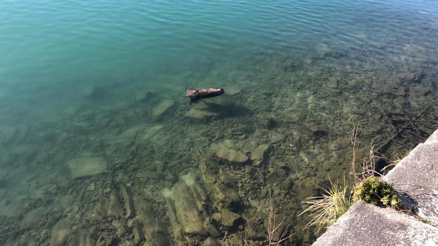 Aparece un jabalí sin cabeza flotando en la ría de Ribadesella