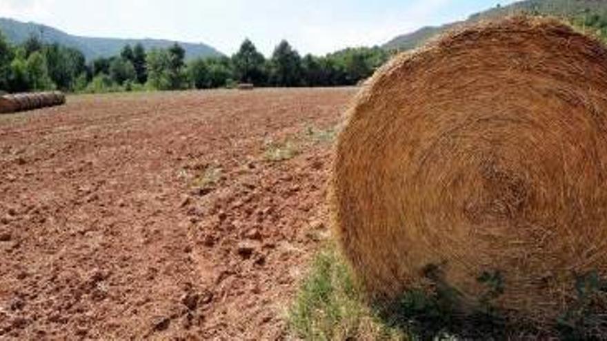 El sector agrícola de secà es veurà perjudicat