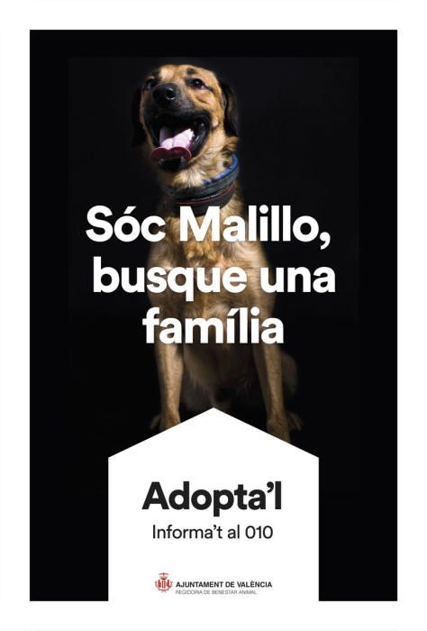 València pone cara y nombre a los perros de Benimàmet que buscan familia de adopción