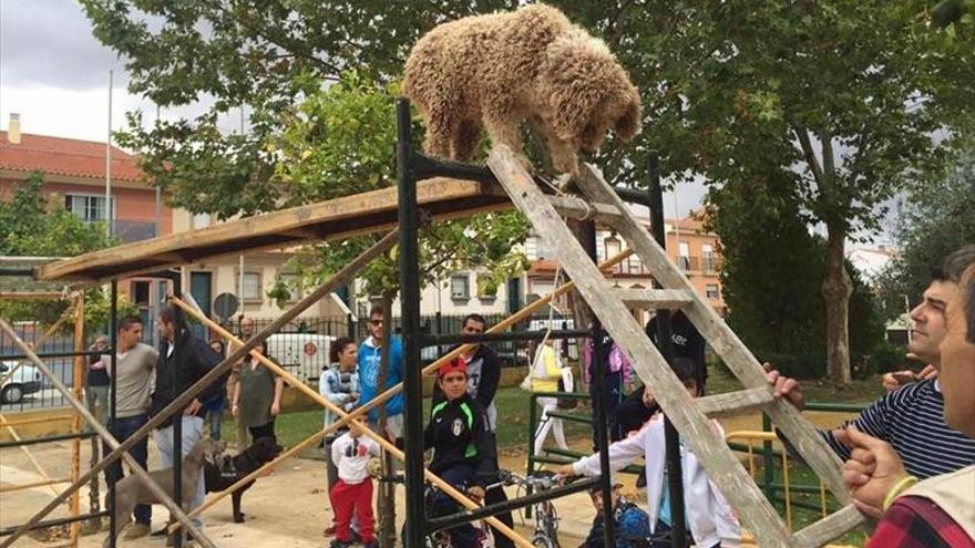 Más de 500 perros participarán en la V Exposición Nacional Canina