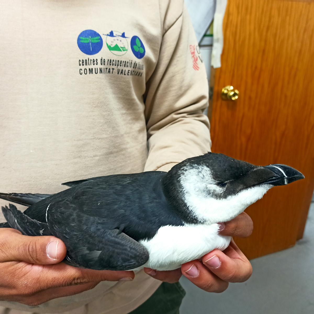 Uno de los mal llamados 'pingüinos' recogidos en Castellón.