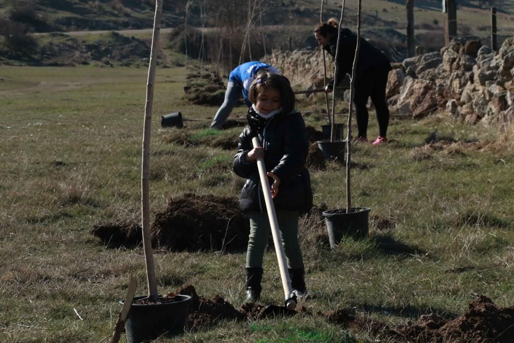 Plantación de árboles en Valderrey