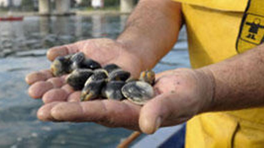 El PSdeG reclama compensaciones para mariscadores de la ría de O Burgo