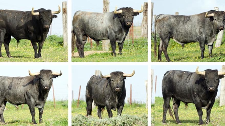 Toros para los recortadores del domingo