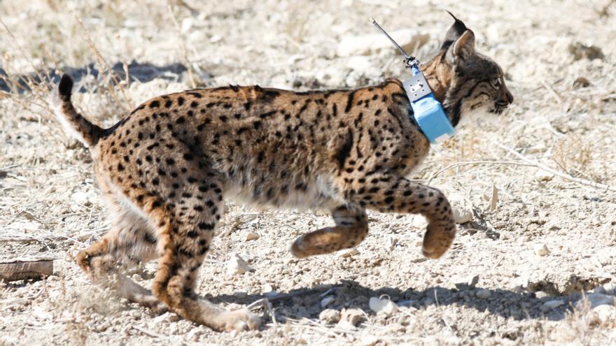 Muere atropellada una hembra de lince ibérico en Palos de la Frontera (Huelva)