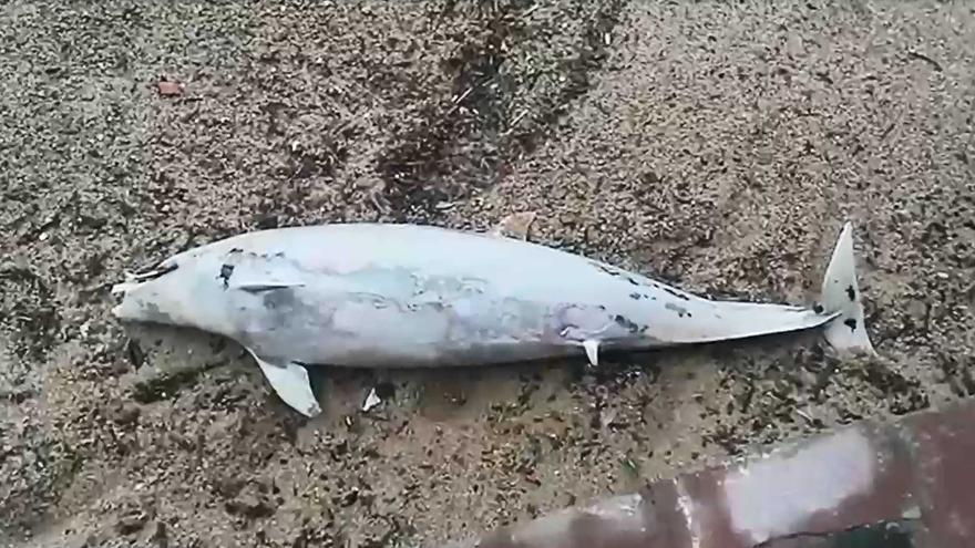 Apareix un dofí mort a la platja de Lloret