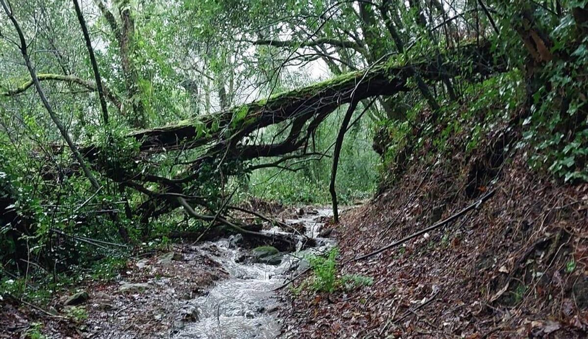 Árbol caído sobre el camino al sendero del río da Fraga. | S.Á.
