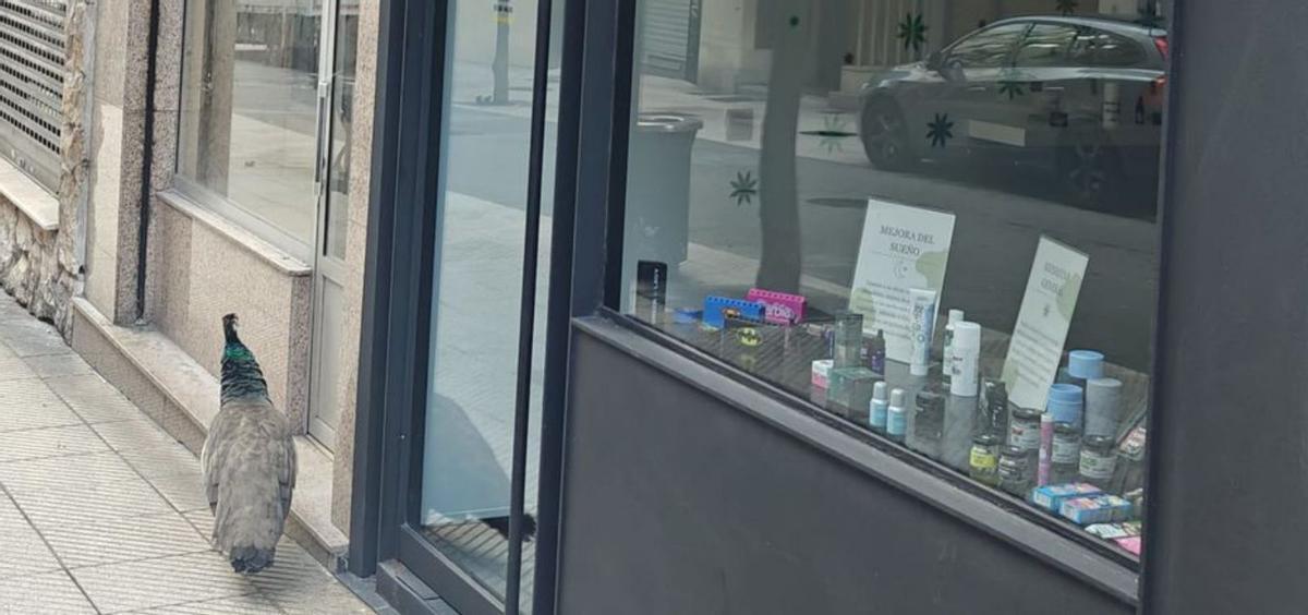 "Plumitas" mira un escaparate de una tienda de artículos de cannabis. |