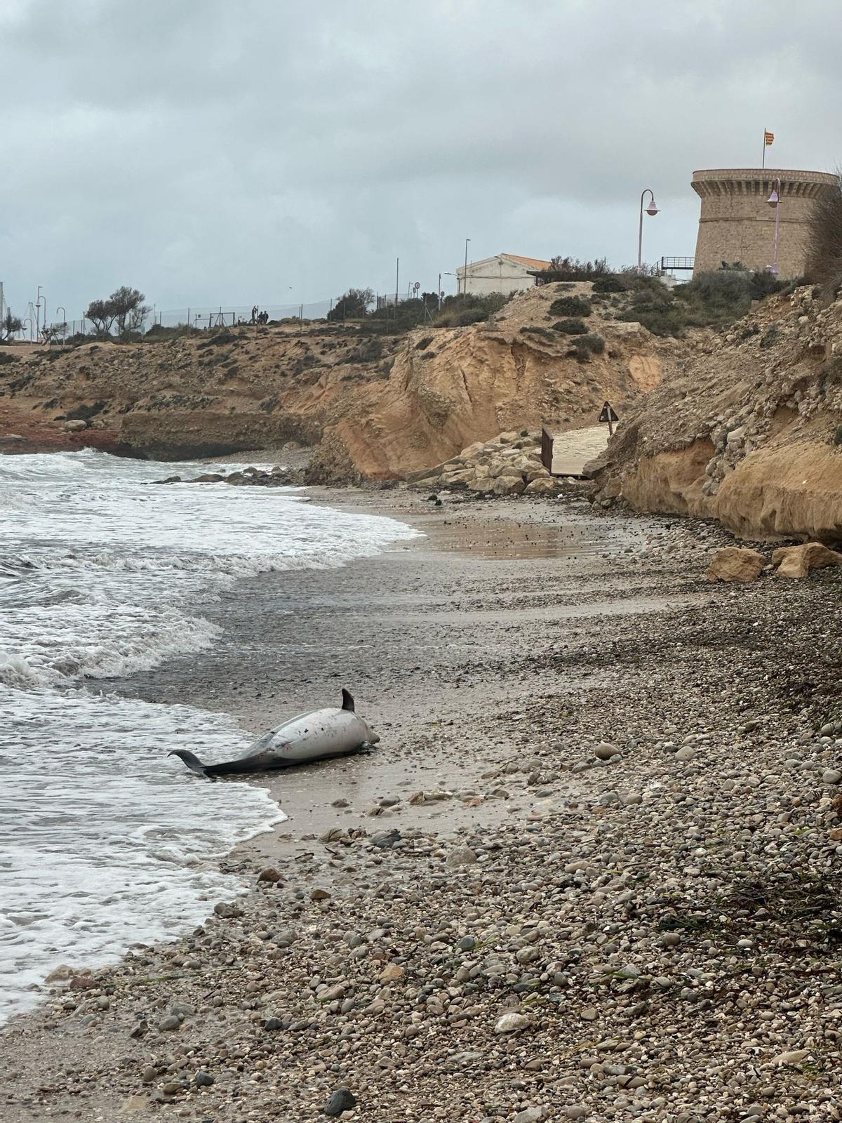 El ejemplar, yaciendo en la costa de El Campello.