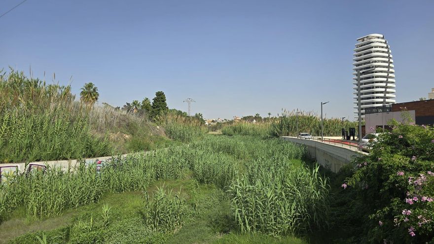 Calp acabará con las cañas invasoras del barranco del Quisi donde murió un policía en 2022