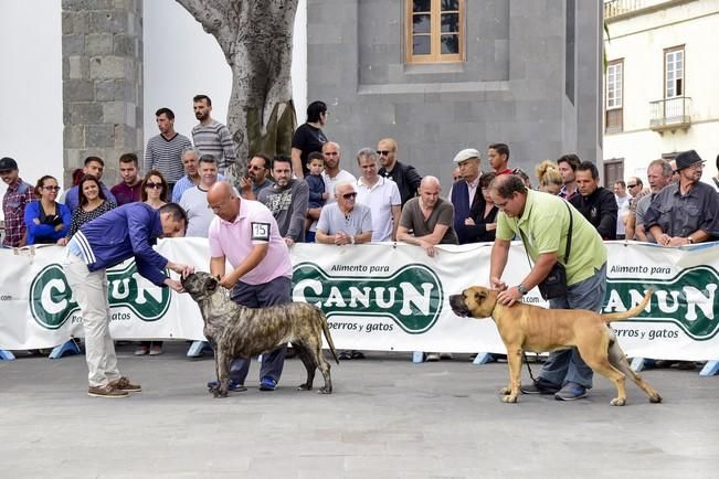 Celebración del I Certamen Nacional de perro ...