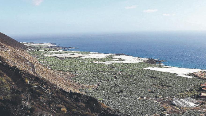 Cultivos de plataneras en la costa del municipio de Fuencaliente, en el sur de la isla de La Palma.