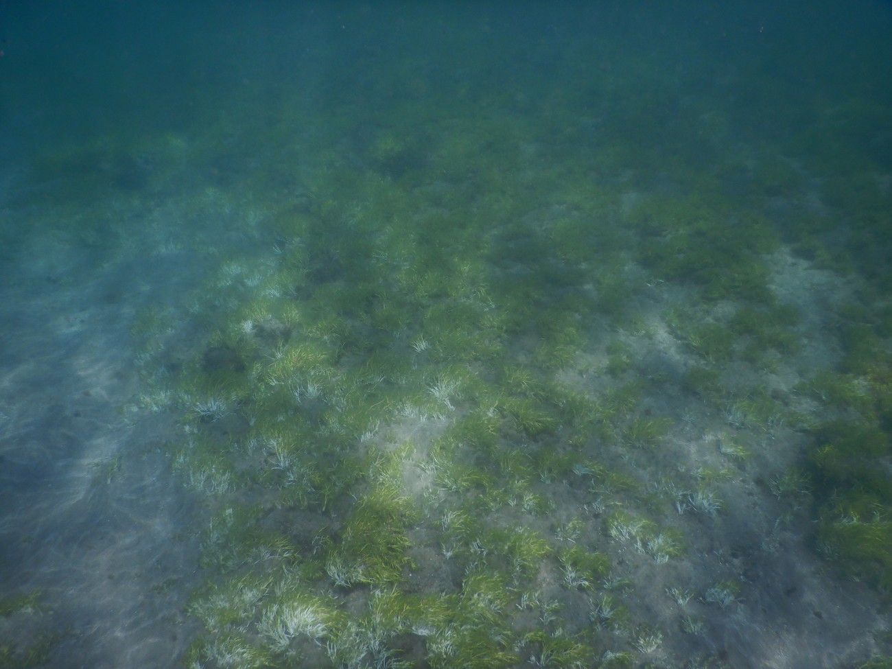 Las Canteras, guardería de biodiversidad marina