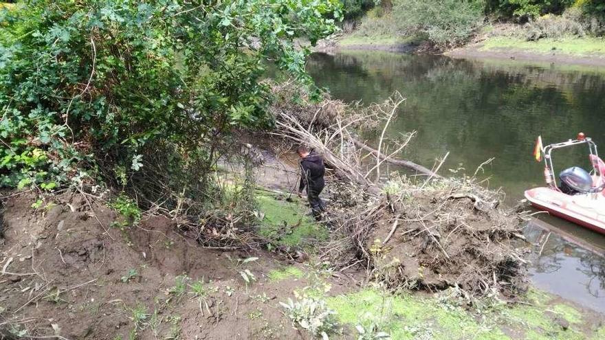 El Ayuntamiento de Betanzos retira árboles y ramas del cauce del río Mandeo