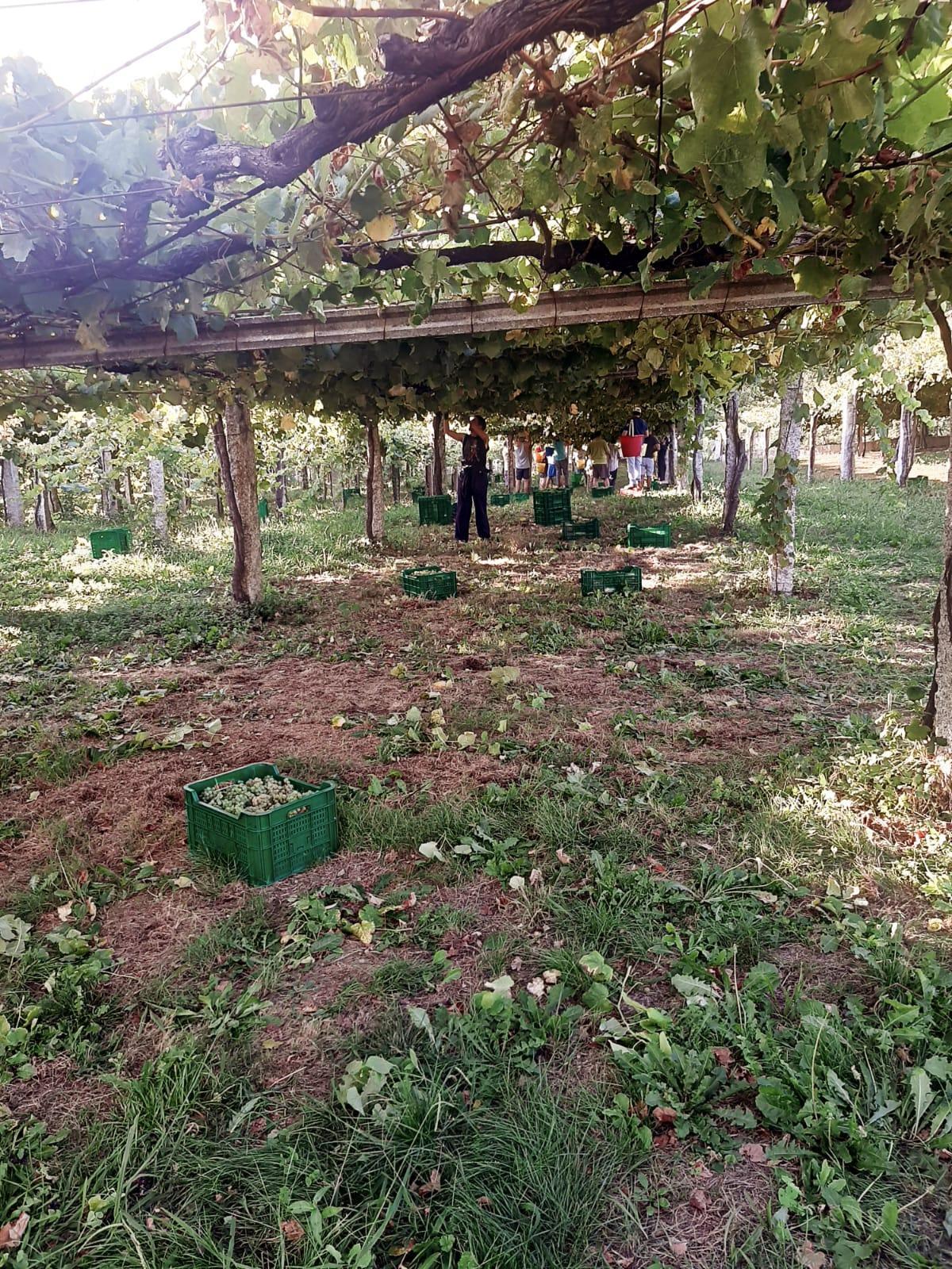 La vendimia en Vilaboa, en una de las viñas del presidente de la IXP Ribeiras do Morrazo.