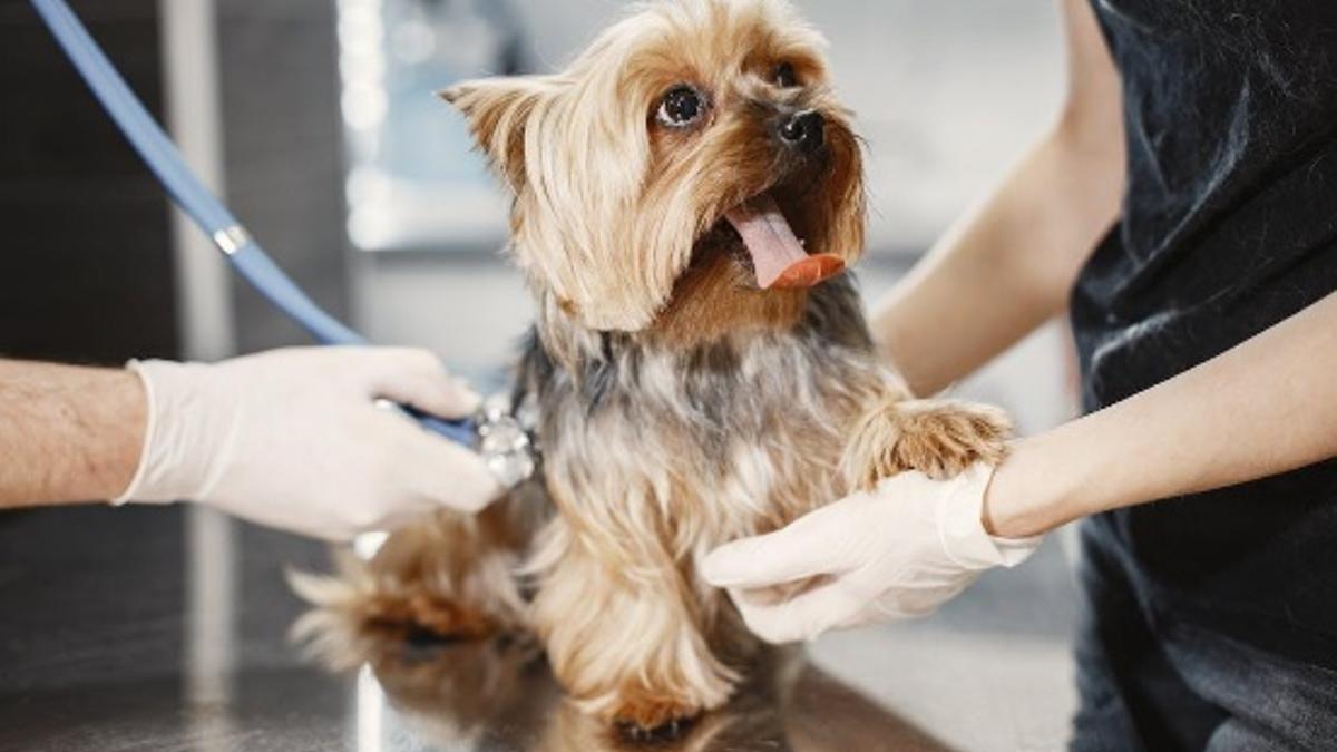 Se demandan profesionales especializados en el sector veterinario.