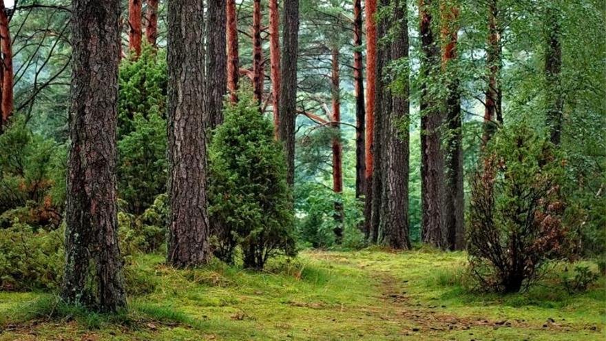 ¿Sabes realmente para qué sirven los bosques?