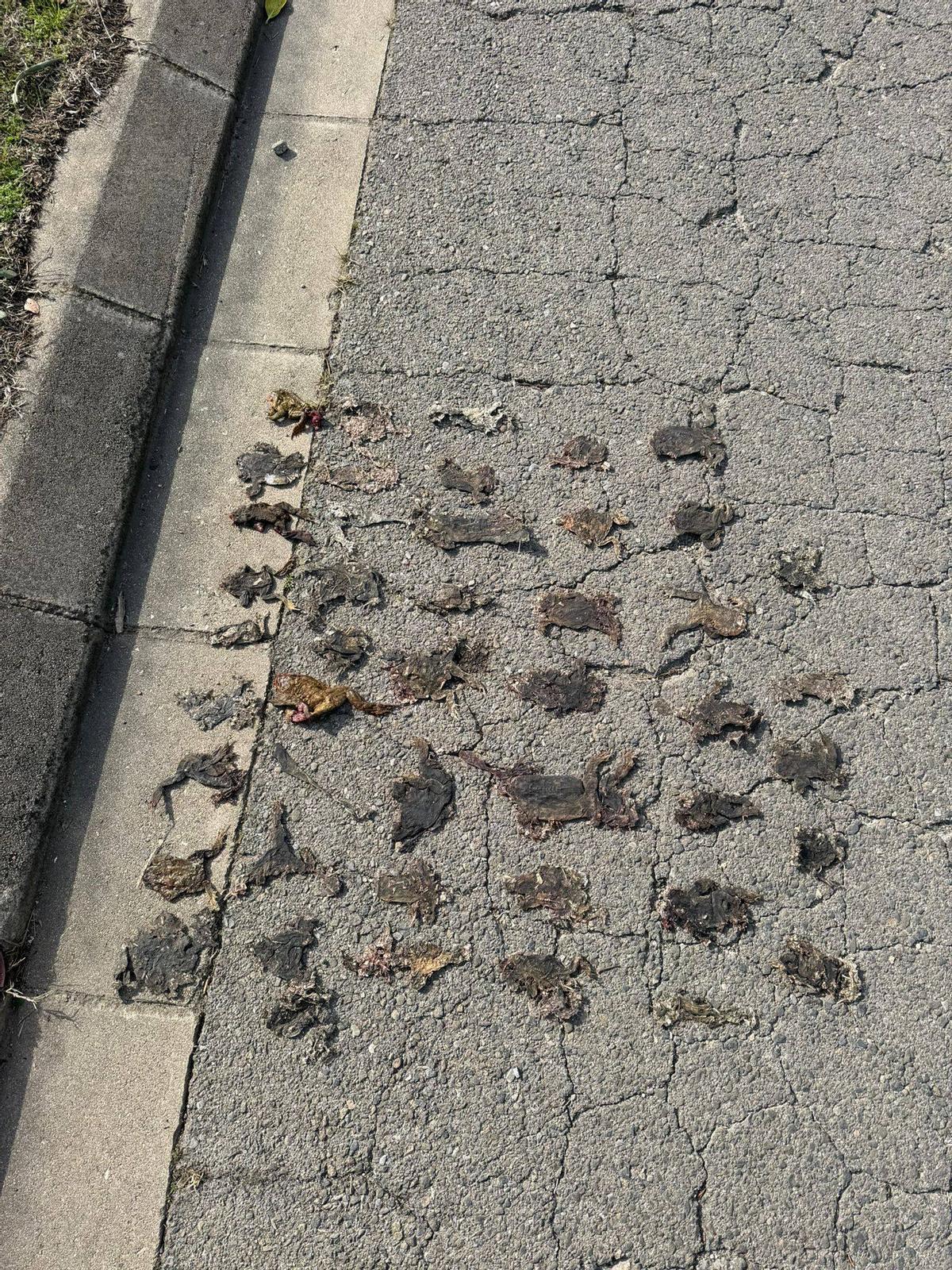 Algun dels gripaus morts, un cop recollits.