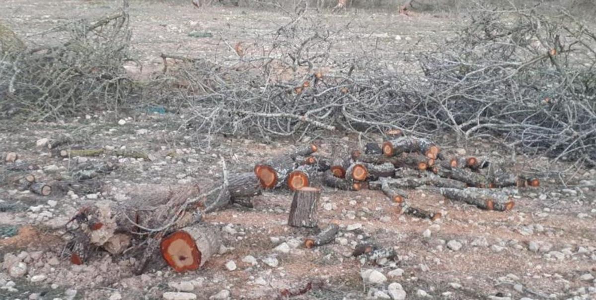 Der Vorsitzende des Bauernverbandes Unió de Pagesos, Joan Gaià, auf einem Getreidefeld bei Sineu. | FOTO: JOAN FRAU