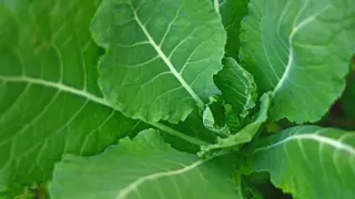 Hu-lu-ba, el superalimento que desconocías para bajar el colesterol y combatir la anemia
