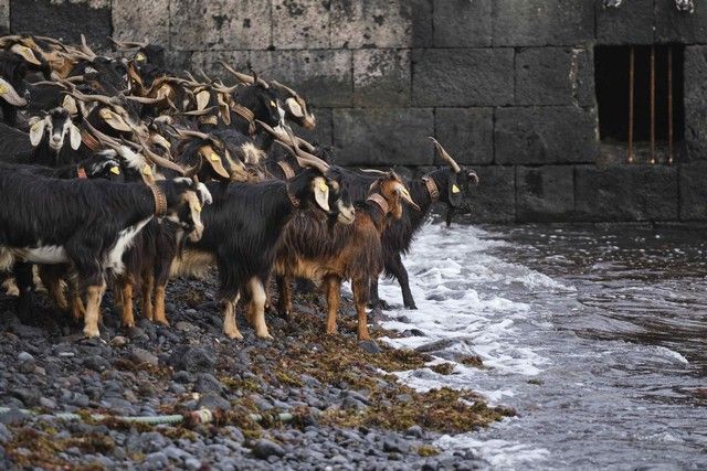 Baño de las Cabras en el muelle del Puerto de la Cruz