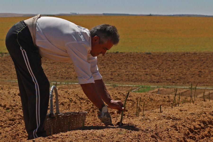 Recolecta de espárragos en Fuentesaúco (Zamora)