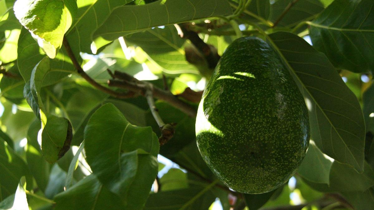 Planta del aguacate fotos | Cómo plantar un aguacate en una maceta y tener  tu propia cosecha en casa