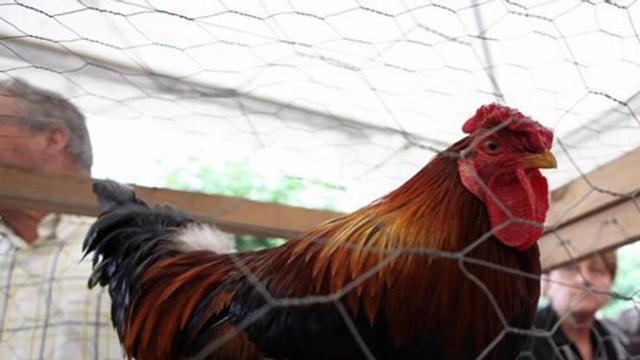 Un exemplar de galo piñeiro. | CEDIDA