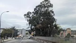 Audasa comienza el lunes la tala de eucaliptos a la altura de O Burgo para mejorar la seguridad vial