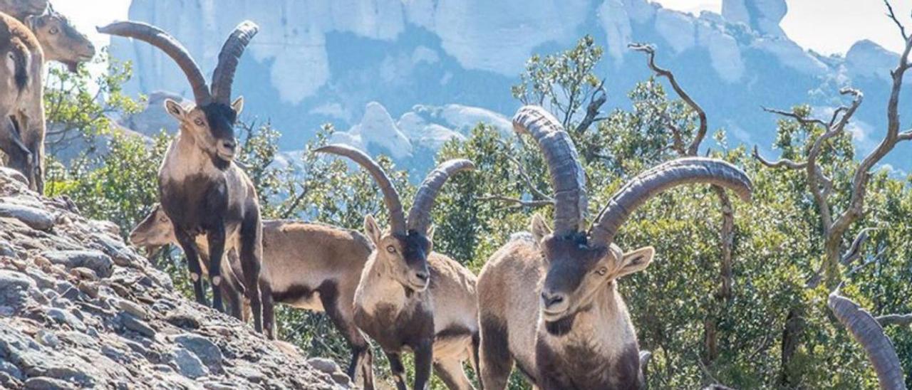 Exemplars de cabres salvatges a Montserrat | ARXIU/PN MONTSERRAT