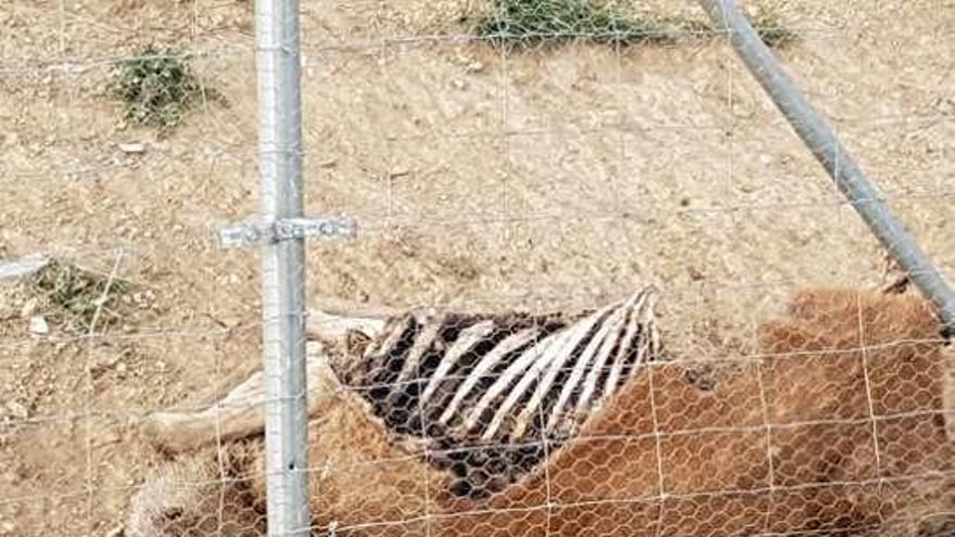 Un cazador, investigado por disparar desde su vehículo en Asturianos