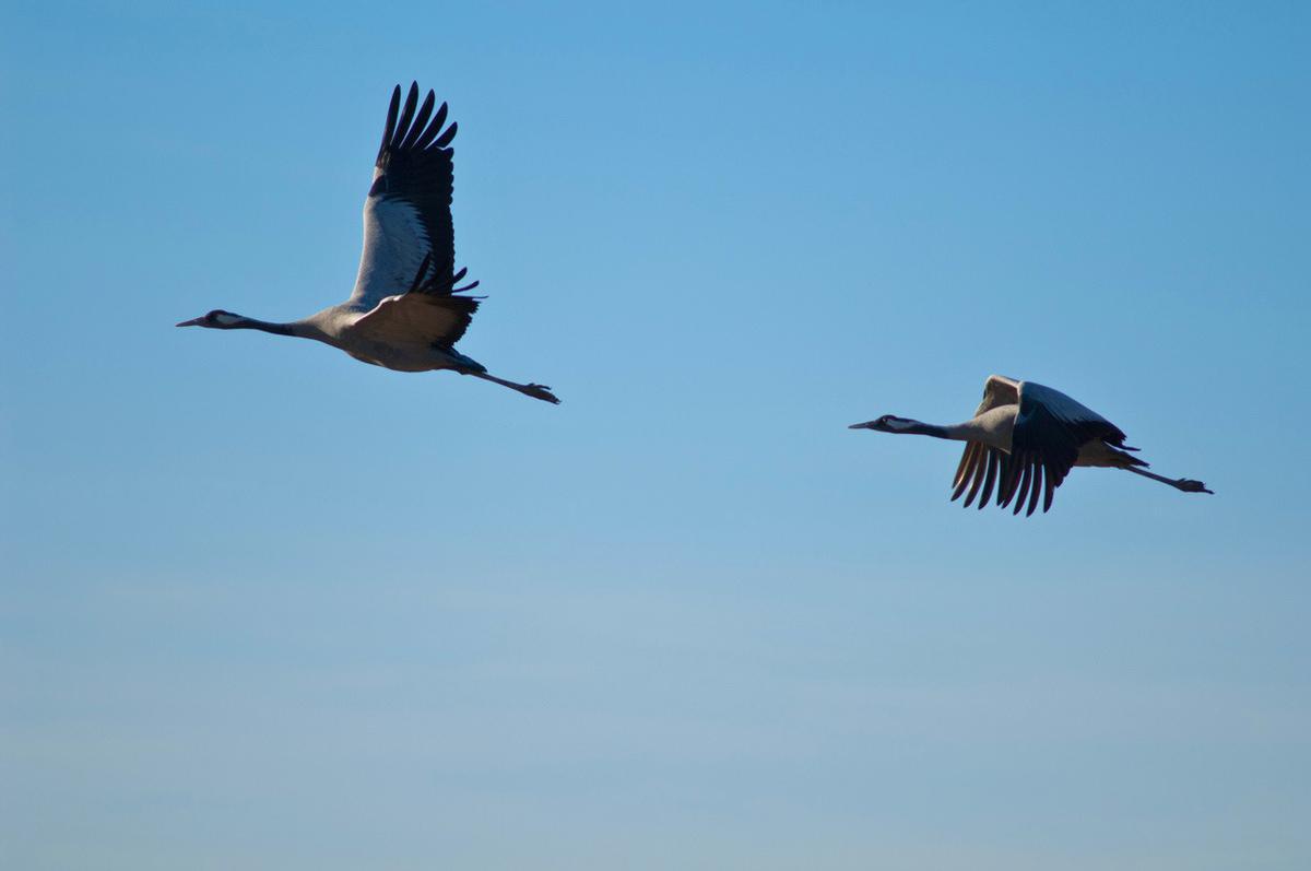 La Laguna de Gallocanta es de visita obligada para los ornitólogos más acérrimos